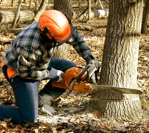 Tree Removal in Millersburg, MI